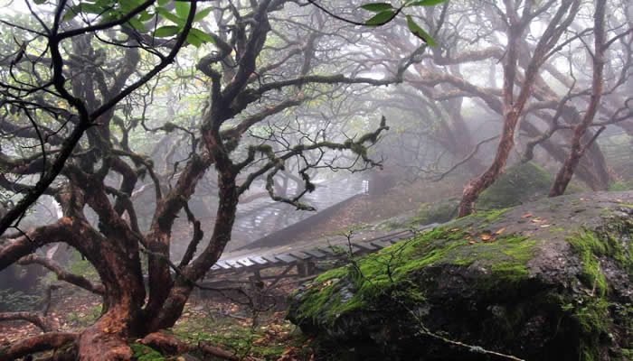 昆明轎子雪(xuě)山(shān)山(shān)間